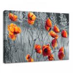 Consalnet Pipacsok, vászonkép, 70x50 cm méretben (C5-11746O7)