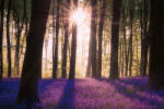 Dimex Vlies Fotótapéta - Bluebell in woodland - 375x250 cm (MS-5-1901)