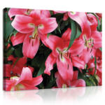 Consalnet Vászonkép, Rózsaszín virágok, 60x40 cm méretben (C5-20027O4)