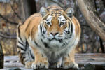 Dimex Vlies Fotótapéta - Siberian Tiger - 375x250 cm (MS-5-0579)