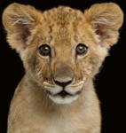 Dimex Vlies Fotótapéta - Little lion - 375x250 cm (MS-5-0541)