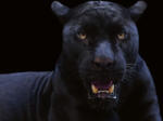 Dimex Vlies Fotótapéta - Black panther - 375x250 cm (MS-5-0547)