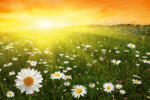 Dimex FLOWER FIELD IN SUNSET fotótapéta, poszter, vlies alapanyag, 375x250 cm (MS-5-1331)