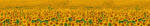 Dimex SUNFLOWERS öntapadós konyhai poszter, 350x60 cm (KI-350-030)