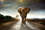 Dimex WALKING ELEPHANT fotótapéta, poszter, vlies alapanyag, 375x250 cm (MS-5-0225)