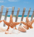 Dimex STARFISH fotótapéta, poszter, vlies alapanyag, 225x250 cm (MS-3-0206)