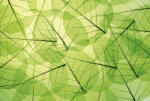 Dimex LEAF VEINS fotótapéta, poszter, vlies alapanyag, 375x250 cm (MS-5-0111)