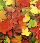 Dimex COLOURFUL LEAVES fotótapéta, poszter, vlies alapanyag, 225x250 cm (MS-3-0115)
