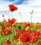 Dimex RED POPPIES fotótapéta, poszter, vlies alapanyag, 225x250 cm (MS-3-0090)