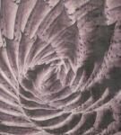 Dimex Kaktusz fotótapéta, poszter, vlies alapanyag, 225x250 cm (MS-3-0352)