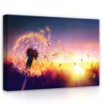 Consalnet Pitypang, vászonkép, 70x50 cm méretben (C5-11416O7)