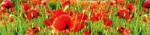 Dimex RED POPPIES öntapadós konyhai poszter, 260x60 cm (KI-260-028)