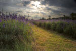 Dimex Vlies Fotótapéta - Lavender field at sunset - 375x250 cm (MS-5-1741)