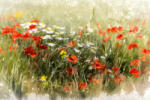 Dimex Vlies Fotótapéta - Poppy field - 375x250 cm (MS-5-1984)