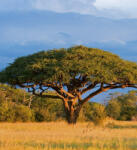 Dimex ACACIA TREE fotótapéta, poszter, vlies alapanyag, 225x250 cm (MS-3-0097)