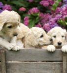 Dimex LABRADOR PUPPIES fotótapéta, poszter, vlies alapanyag, 225x250 cm (MS-3-0224)