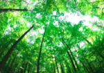 Sverus Fotótapéta Lush Green Forest, 400 x 260 cm (SV-95354285WM-400X260CM)
