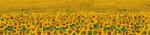 Dimex SUNFLOWERS öntapadós konyhai poszter, 260x60 cm (KI-260-030)