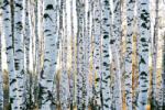 Dimex Vlies Fotótapéta - Trunks of birch trees - 375x250 cm (MS-5-1873)