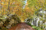 Dimex Vlies Fotótapéta - Autumn in forest - 375x250 cm (MS-5-1857)