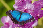 Dimex Vlies Fotótapéta - Blue morpho - 375x250 cm (MS-5-0465)