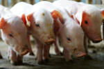 Dimex SMALL PIGS IN THE FARM fotótapéta, poszter, vlies alapanyag, 375x250 cm (MS-5-0452)