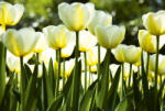 Dimex WHITE TULIPS fotótapéta, poszter, vlies alapanyag, 375x250 cm (MS-5-0127)