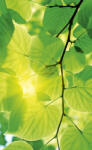 Dimex GREEN LEAVES fotótapéta, poszter, vlies alapanyag, 150x250 cm (MS-2-0107)