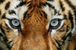 Dimex Vlies Fotótapéta - Close up of tiger face - 375x250 cm (MS-5-0539)