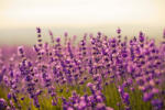 Dimex Vlies Fotótapéta - Fabulous lavender - 375x250 cm (MS-5-1314)