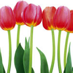 Dimex BED OF TULIPS fotótapéta, poszter, vlies alapanyag, 225x250 cm (MS-3-0126)