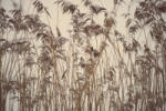 Dimex Vlies Fotótapéta - Frozen grass - 375x250 cm (MS-5-1798)