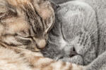 Dimex Vlies Fotótapéta - Two sleeping cuddling cats - 375x250 cm (MS-5-0555)