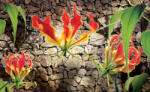 Consalnet Red lilies poszter, fotótapéta (208 x 146 cm) (C1-1391VEXL)