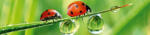 Dimex LADYBIRD öntapadós konyhai poszter, 260x60 cm (KI-260-015)