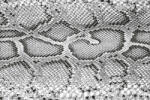 Dimex Vlies Fotótapéta - overlay texture of crocodile - 375x250 cm (MS-5-2585)