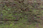 Dimex Vlies Fotótapéta - vintage texture with green moss - 375x250 cm (MS-5-2685)