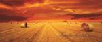 Consalnet Szalmabálák vlies poszter, fotótapéta 446VEEXXXL /832x254 cm/ (446-VEE-XXXL)