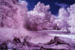 Dimex Vlies Fotótapéta - Infrared forest - 375x250 cm (MS-5-1739)