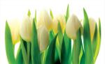 Consalnet Tulipánok poszter, fotótapéta (104 x 70, 5 cm) (C1-894VEM)