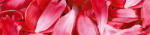 Dimex RED PETALS öntapadós konyhai poszter, 260x60 cm (KI-260-056)