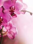 Consalnet Orchidea poszter, fotótapéta (184 x 254 cm) (C1-1033V4A)