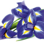 Dimex IRIS fotótapéta, poszter, vlies alapanyag, 225x250 cm (MS-3-0149)