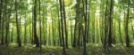 Consalnet Erdő vlies poszter, fotótapéta 444VEEXXXL /832x254 cm/ (444-VEE-XXXL)
