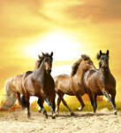 Dimex HORSES IN SUNSET fotótapéta, poszter, vlies alapanyag, 225x250 cm (MS-3-0227)