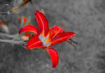 Sverus Fotótapéta Flower, 400 x 260 cm (SV-44110878WM-400X260CM)