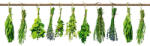 Dimex HERBS öntapadós konyhai poszter, 180x60 cm (KI-180-007)