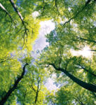 Dimex TREES fotótapéta, poszter, vlies alapanyag, 225x250 cm (MS-3-0104)