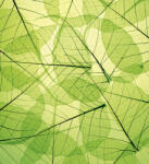 Dimex LEAF VEINS fotótapéta, poszter, vlies alapanyag, 225x250 cm (MS-3-0111)