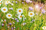 Dimex Vlies Fotótapéta - Wild flowers in summer - 375x250 cm (MS-5-1345)